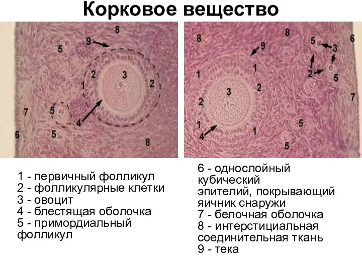 1 - первичный фолликул 2 - фолликулярные клетки 3 -