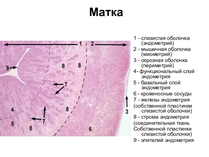 Матка 1 - слизистая оболочка (эндометрий) 2 - мышечная оболочка