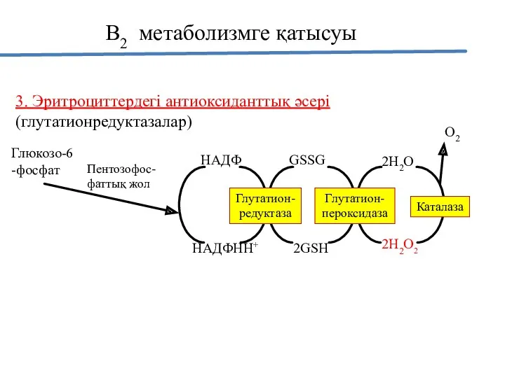 В2 метаболизмге қатысуы 3. Эритроциттердегі антиоксиданттық әсері (глутатионредуктазалар) Глюкозо-6-фосфат Пентозофос-фаттық