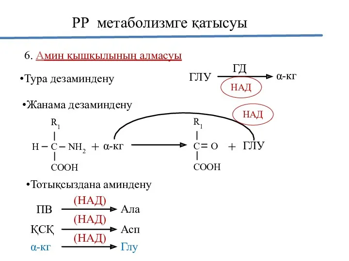 6. Амин қышқылының алмасуы Тура дезаминдену ГЛУ ГД НАД α-кг