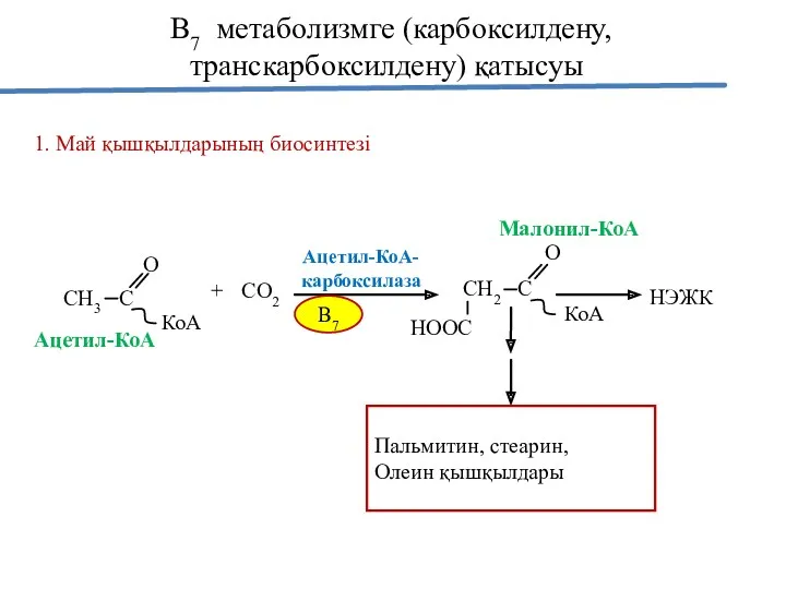 В7 метаболизмге (карбоксилдену, транскарбоксилдену) қатысуы 1. Май қышқылдарының биосинтезі