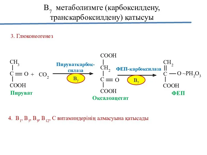 3. Глюконеогенез В7 метаболизмге (карбоксилдену, транскарбоксилдену) қатысуы 4. В1, В5, В9, В12, С витаминдерінің алмасуына қатысады