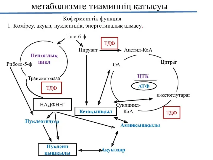 метаболизмге тиаминнің қатысуы Глю-6-ф Пируват ТДФ Ацетил-КоА ТДФ НАДФНН+ Нуклеотидтер