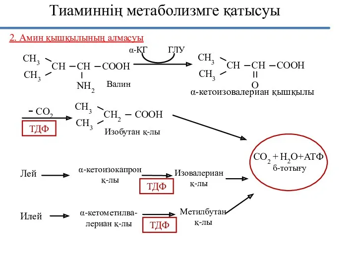 2. Амин қышқылының алмасуы ϐ-тотығу СН3 СН3 СН СН NH2