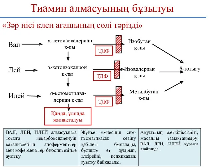 ϐ-тотығу Тиамин алмасуының бұзылуы «Зәр иісі клен ағашының сөлі тәрізді»