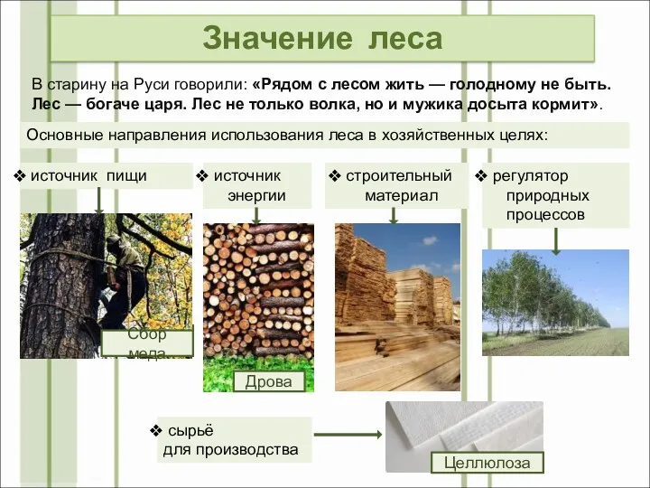 Значение леса В старину на Руси говорили: «Рядом с лесом