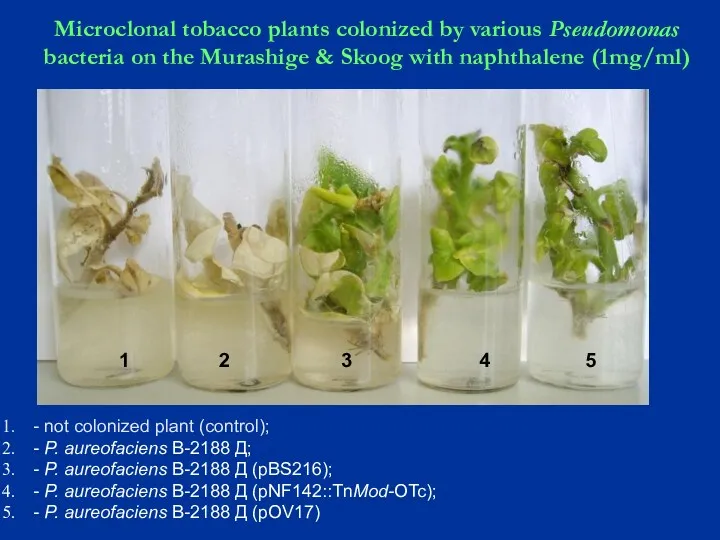 Microclonal tobacco plants colonized by various Pseudomonas bacteria on the Murashige & Skoog