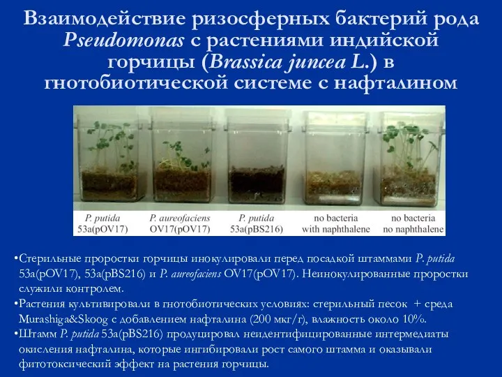 Взаимодействие ризосферных бактерий рода Pseudomonas с растениями индийской горчицы (Brassica juncea L.) в