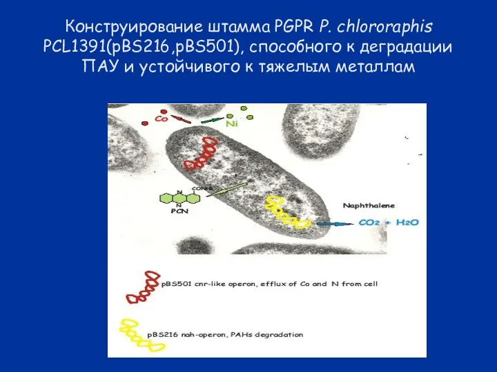 Конструирование штамма PGPR P. chlororaphis PCL1391(pBS216,pBS501), способного к деградации ПАУ и устойчивого к тяжелым металлам