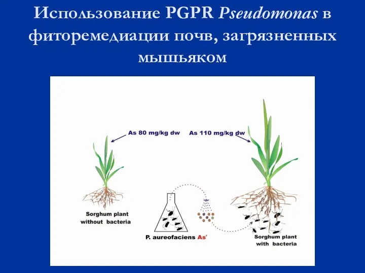 Использование PGPR Pseudomonas в фиторемедиации почв, загрязненных мышьяком