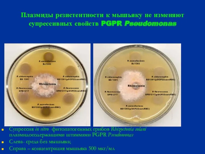 Плазмиды резистентности к мышьяку не изменяют супрессивных свойств PGPR Pseudomonas