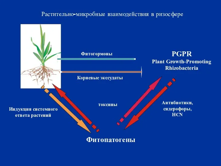 PGPR Plant Growth-Promoting Rhizobacteria Фитопатогены Корневые экссудаты Фитогормоны Индукция системного ответа растений Антибиотики,