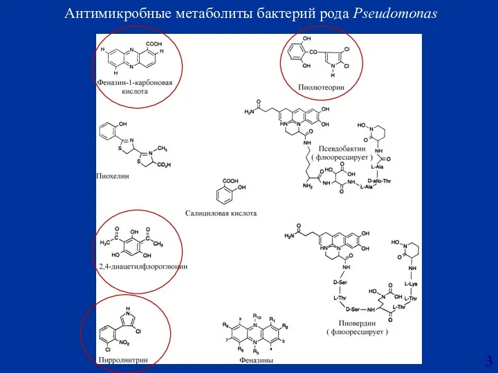 Антимикробные метаболиты бактерий рода Pseudomonas 3