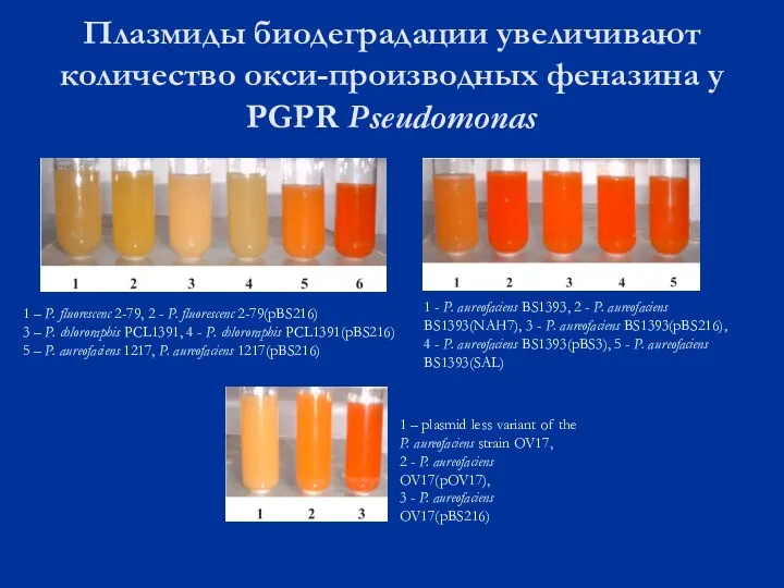 Плазмиды биодеградации увеличивают количество окси-производных феназина у PGPR Pseudomonas 1 – P. fluorescenc