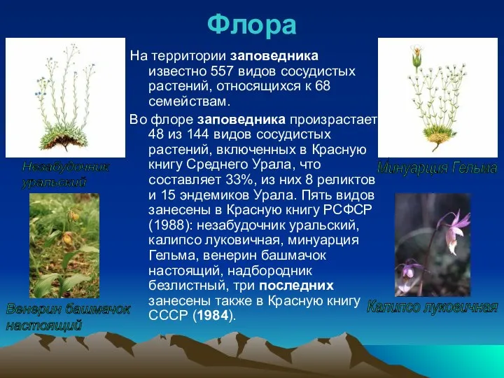 Флора На территории заповедника известно 557 видов сосудистых растений, относящихся