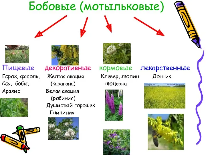 Бобовые (мотыльковые) Пищевые декоративные кормовые лекарственные Горох, фасоль, Желтая акация