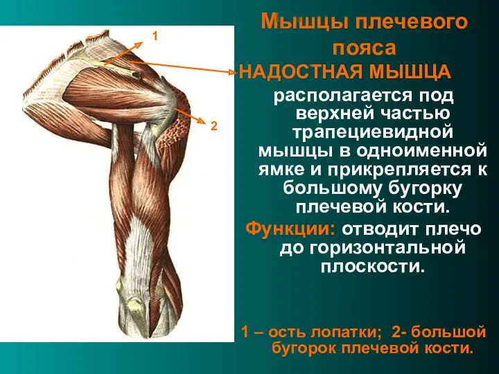Мышцы плечевого пояса НАДОСТНАЯ МЫШЦА располагается под верхней частью трапециевидной