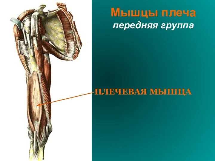 Мышцы плеча передняя группа ПЛЕЧЕВАЯ МЫШЦА