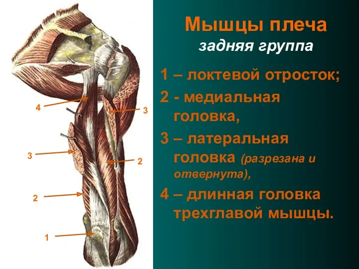 Мышцы плеча задняя группа 1 – локтевой отросток; 2 -