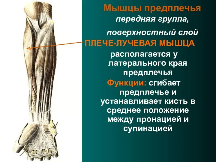Мышцы предплечья передняя группа, поверхностный слой ПЛЕЧЕ-ЛУЧЕВАЯ МЫШЦА располагается у