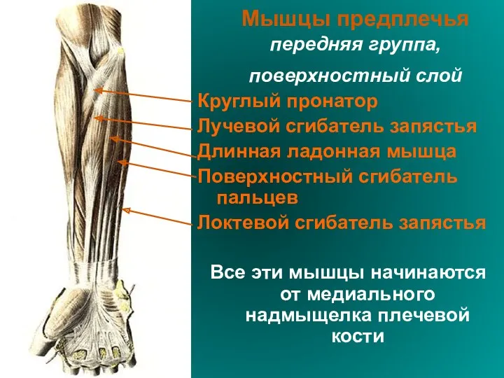 Мышцы предплечья передняя группа, поверхностный слой Круглый пронатор Лучевой сгибатель