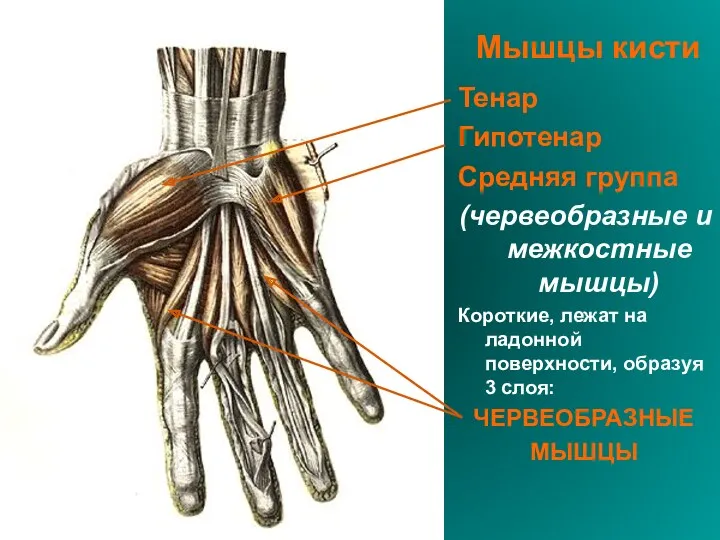 Мышцы кисти Тенар Гипотенар Средняя группа (червеобразные и межкостные мышцы)