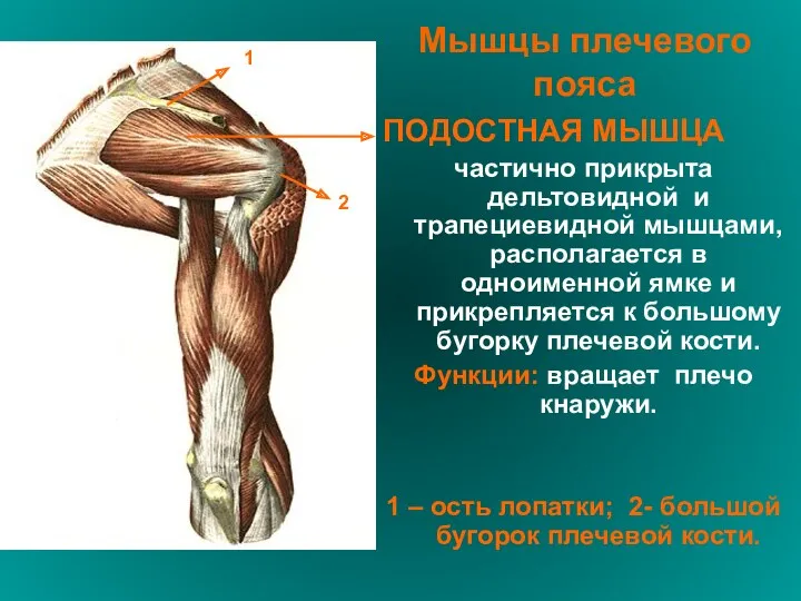Мышцы плечевого пояса ПОДОСТНАЯ МЫШЦА частично прикрыта дельтовидной и трапециевидной