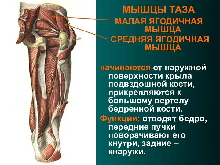 МЫШЦЫ ТАЗА МАЛАЯ ЯГОДИЧНАЯ МЫШЦА СРЕДНЯЯ ЯГОДИЧНАЯ МЫШЦА начинаются от