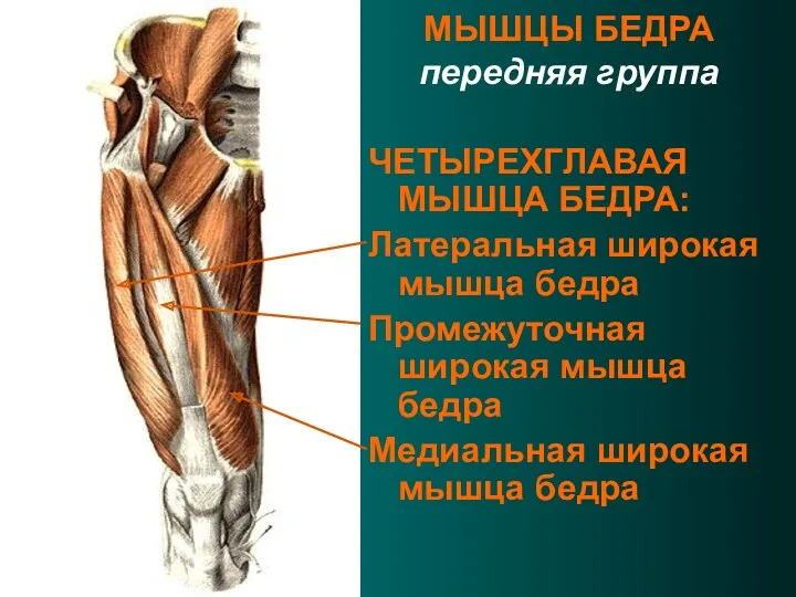 МЫШЦЫ БЕДРА передняя группа ЧЕТЫРЕХГЛАВАЯ МЫШЦА БЕДРА: Латеральная широкая мышца