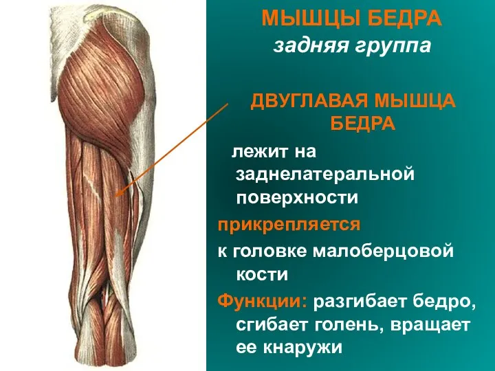 МЫШЦЫ БЕДРА задняя группа ДВУГЛАВАЯ МЫШЦА БЕДРА лежит на заднелатеральной