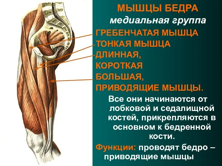 МЫШЦЫ БЕДРА медиальная группа ГРЕБЕНЧАТАЯ МЫШЦА ТОНКАЯ МЫШЦА ДЛИННАЯ, КОРОТКАЯ