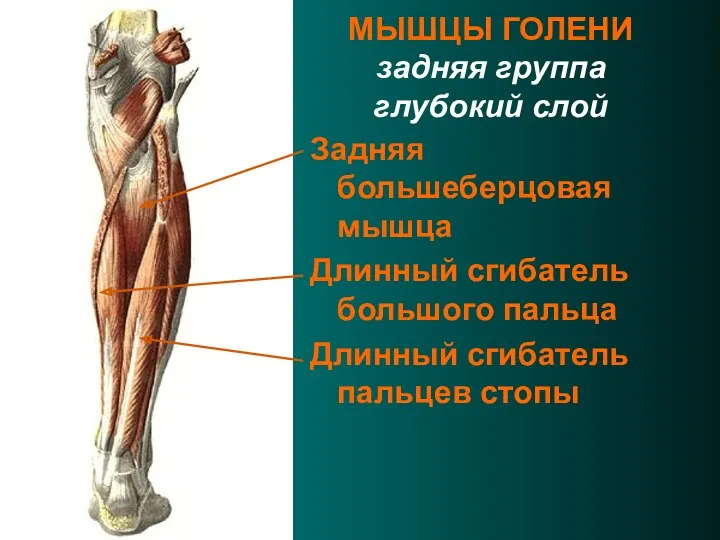 МЫШЦЫ ГОЛЕНИ задняя группа глубокий слой Задняя большеберцовая мышца Длинный