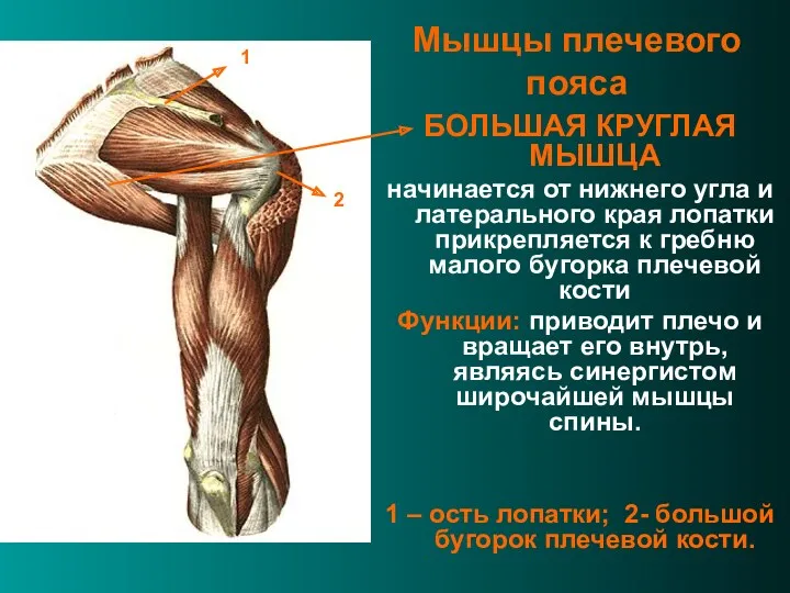 Мышцы плечевого пояса БОЛЬШАЯ КРУГЛАЯ МЫШЦА начинается от нижнего угла