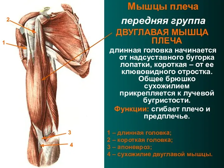 Мышцы плеча передняя группа ДВУГЛАВАЯ МЫШЦА ПЛЕЧА длинная головка начинается