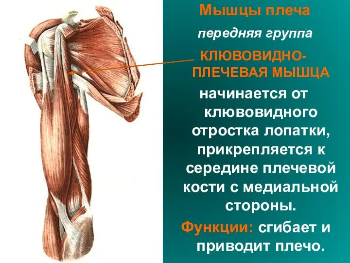 Мышцы плеча передняя группа КЛЮВОВИДНО-ПЛЕЧЕВАЯ МЫШЦА начинается от клювовидного отростка