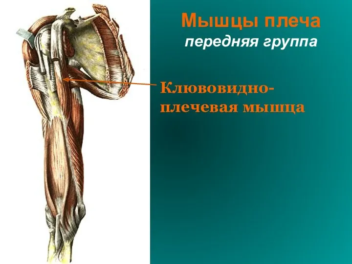 Мышцы плеча передняя группа Клювовидно-плечевая мышца