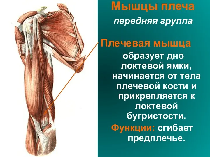 Мышцы плеча передняя группа Плечевая мышца образует дно локтевой ямки,