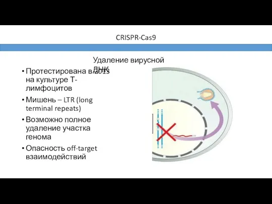 CRISPR-Cas9 Протестирована в 2013 на культуре Т-лимфоцитов Мишень – LTR (long terminal repeats)