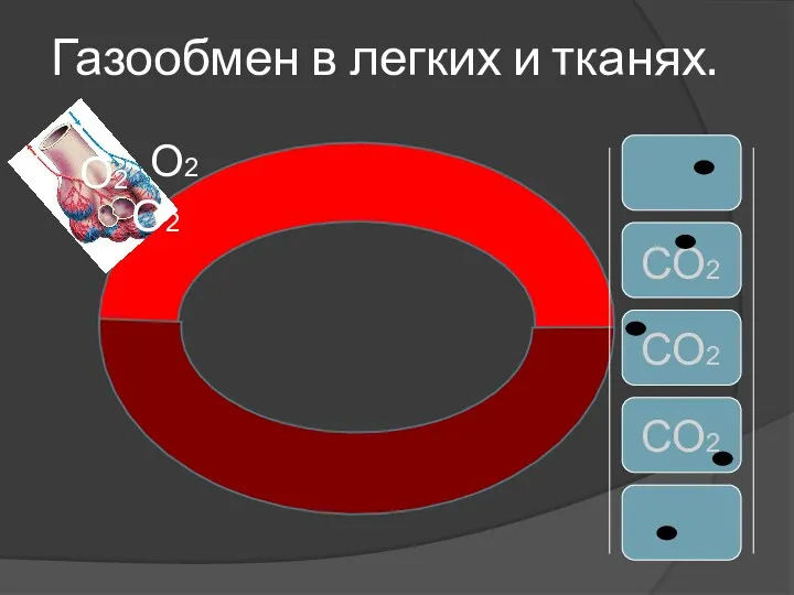 Газообмен в легких и тканях. О2 О2 О2 СО2 СО2 СО2