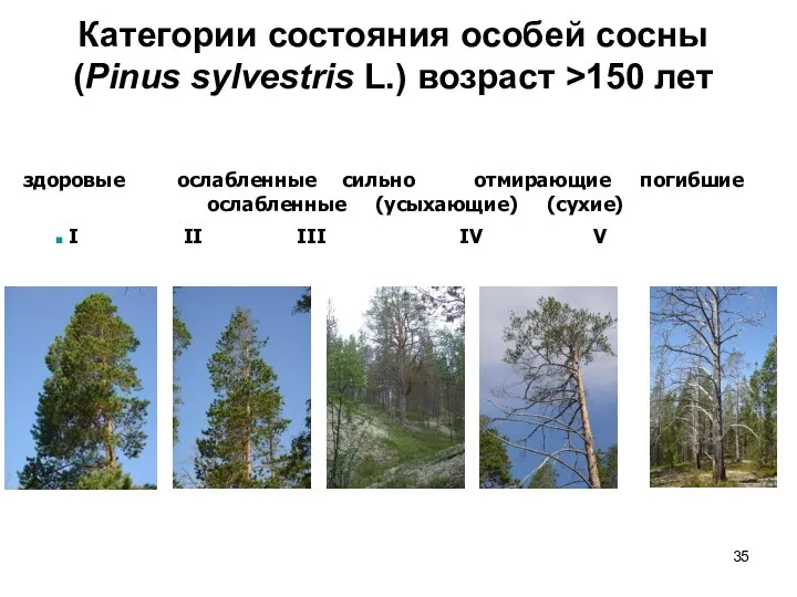 Категории состояния особей сосны (Pinus sylvestris L.) возраст >150 лет