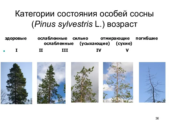 Категории состояния особей сосны (Pinus sylvestris L.) возраст здоровые ослабленные