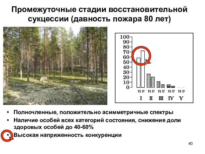 Промежуточные стадии восстановительной сукцессии (давность пожара 80 лет) Полночленные, положительно