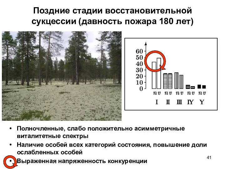 Поздние стадии восстановительной сукцессии (давность пожара 180 лет) Полночленные, слабо