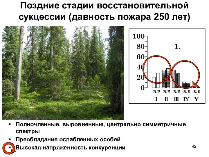 Поздние стадии восстановительной сукцессии (давность пожара 250 лет) Полночленные, выровненные,