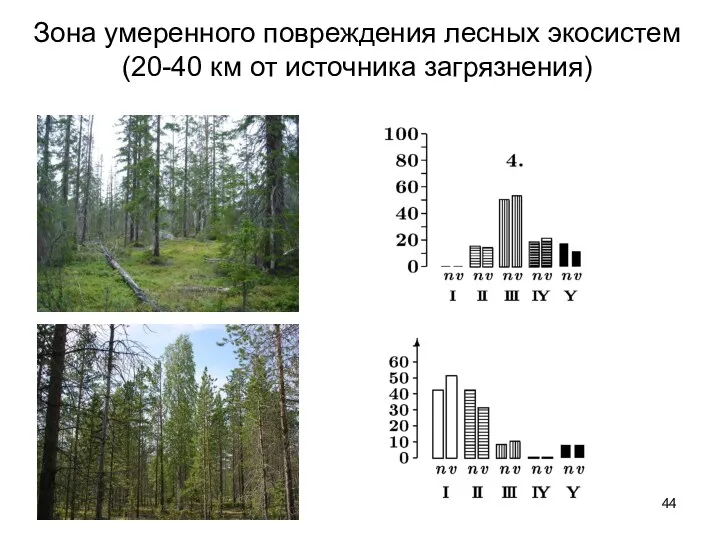 Зона умеренного повреждения лесных экосистем (20-40 км от источника загрязнения)