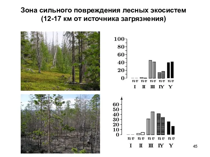 Зона сильного повреждения лесных экосистем (12-17 км от источника загрязнения)