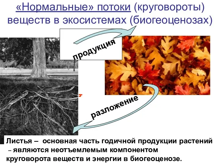 «Нормальные» потоки (круговороты) веществ в экосистемах (биогеоценозах) продукция разложение Листья