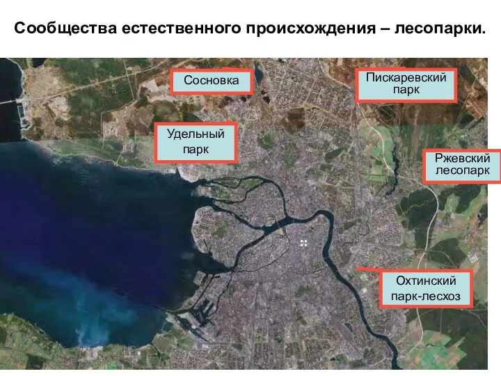 Охтинский парк-лесхоз Пискаревский парк Удельный парк Сосновка Сообщества естественного происхождения – лесопарки. Ржевский лесопарк