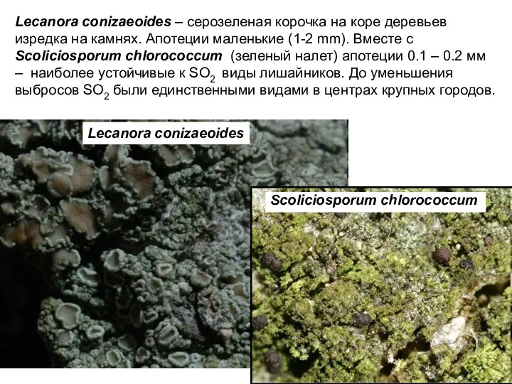 Lecanora conizaeoides – серозеленая корочка на коре деревьев изредка на