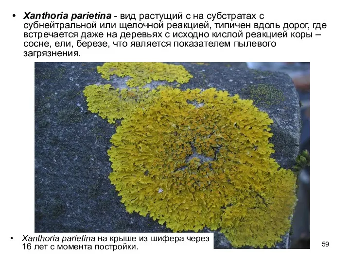 Xanthoria parietina - вид растущий с на субстратах с субнейтральной